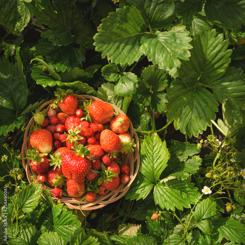 Ripe, juicy, red strawberry lying on a plate, among the green strawberry bushes, in the garden.
