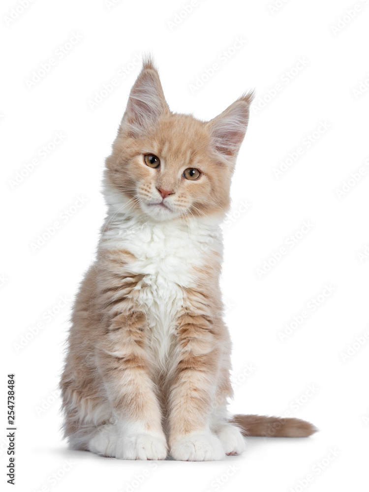 可爱的奶油和白色缅因库恩猫小猫，面朝前半侧坐着。看起来很厚脸皮。