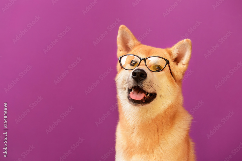 可爱的秋田犬，彩色背景带眼镜