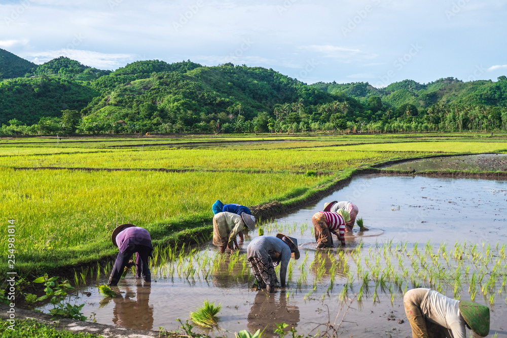 印尼龙目岛Tetebatu稻田里的农民