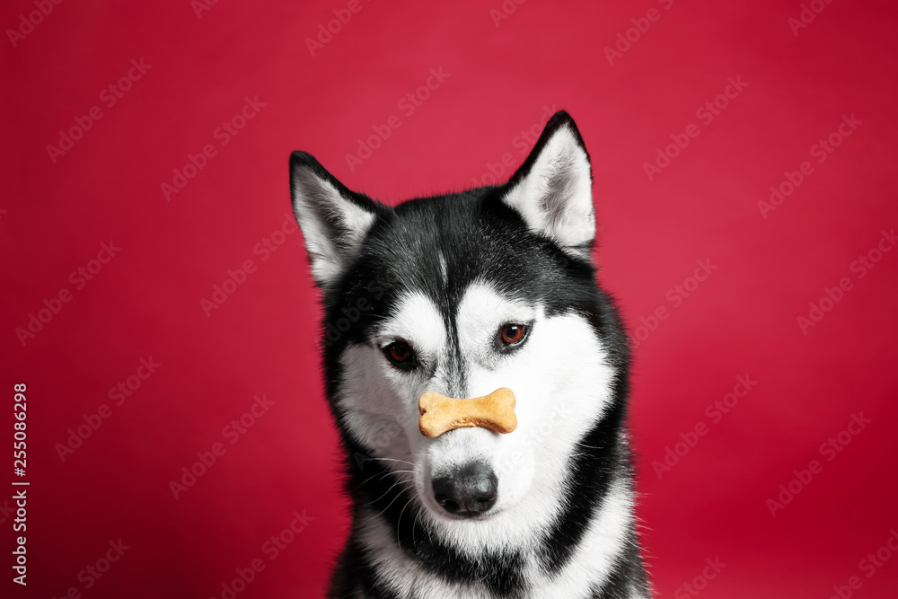 Adorable husky dog with tasty treat on nose against color background