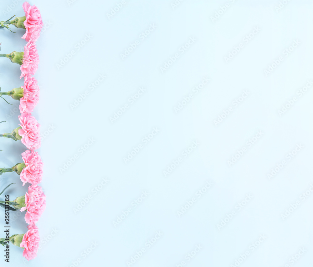 美丽绽放的粉红色康乃馨，隔离在明亮的浅蓝色背景上，复制空间，平躺，t