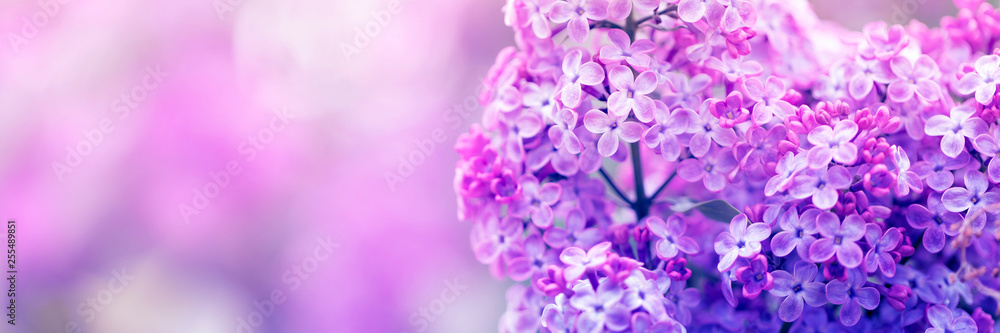 紫丁香花在春天绽放