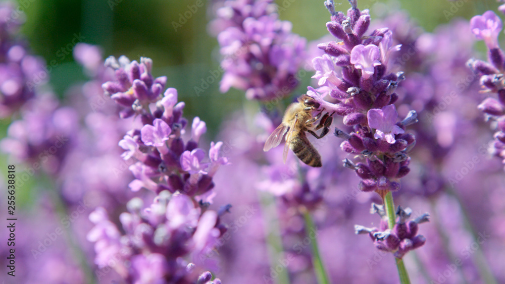自由度，MACRO，特写：蜜蜂在薰衣草花周围飞行并收集花粉
