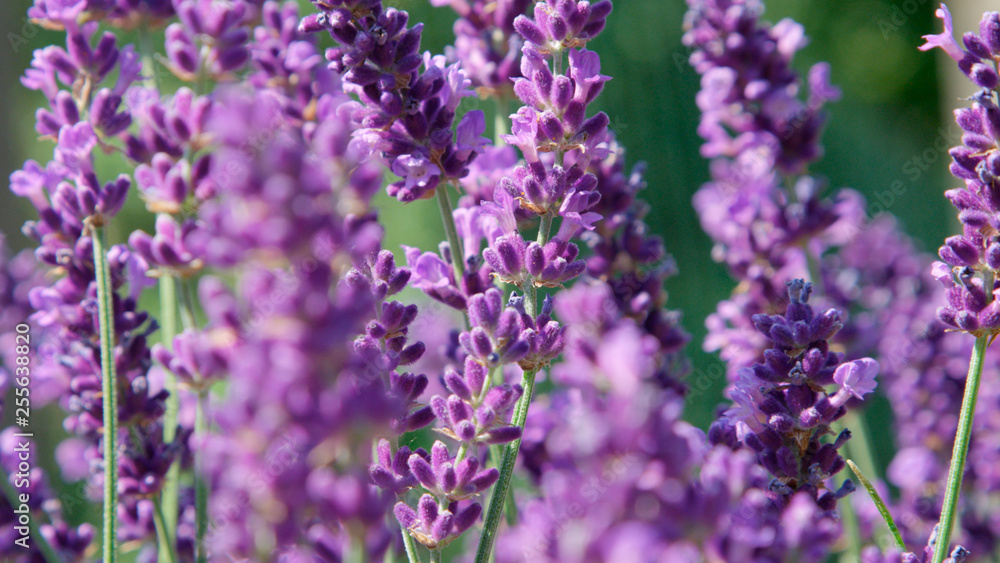 自由度，MACRO，特写：紫丁香薰衣草在夏日的微风中轻轻绽放。