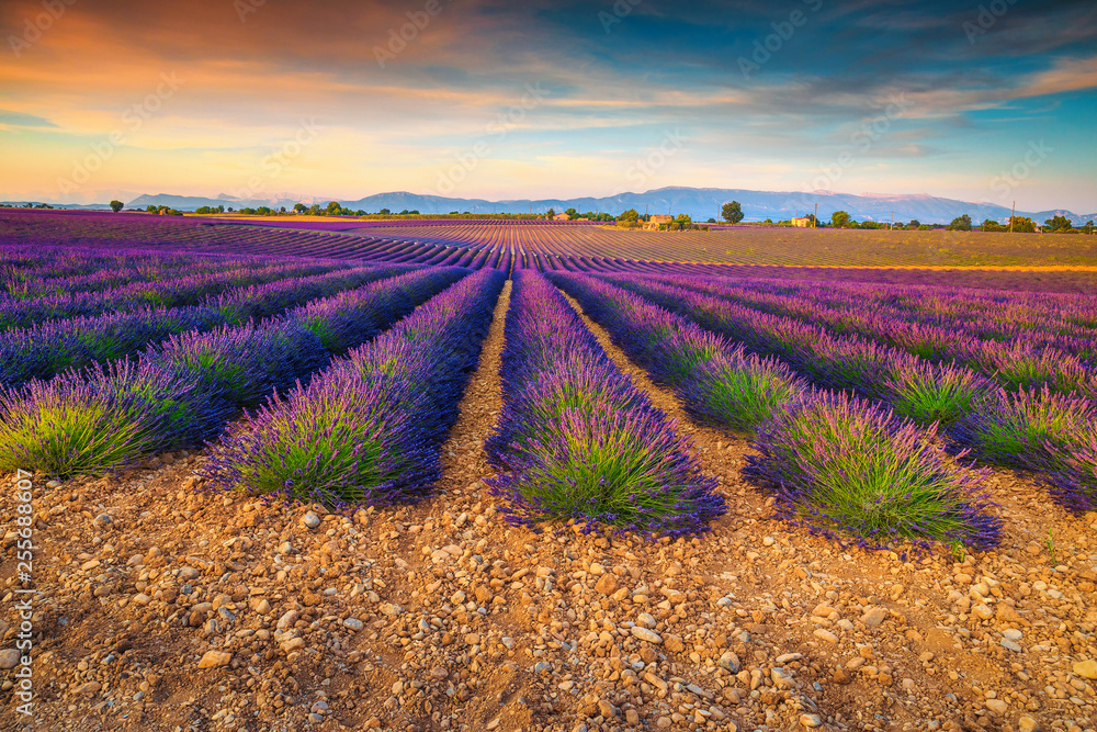Amazing purple lavender fields in Provence region, Valensole, France, Europe
