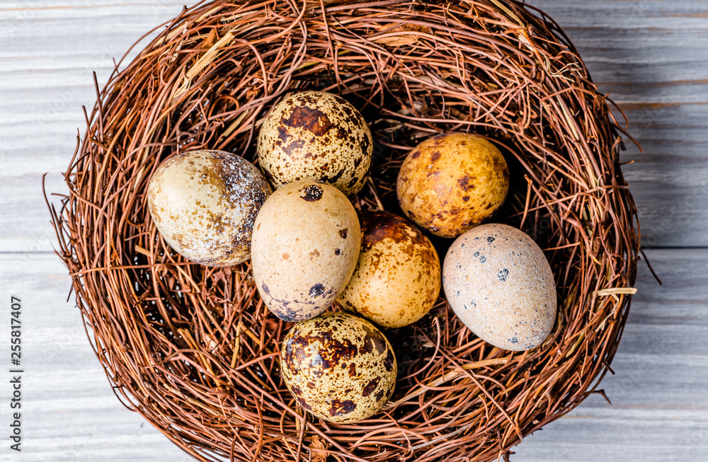 Colorful quail eggs with spots in the nest made of twigs. Birds nest with speckled quail eggs on th