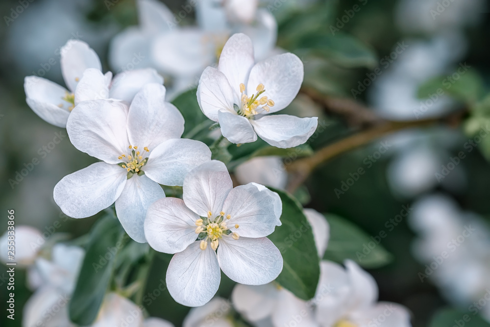 一个阳光明媚的春天，一棵正在开花的苹果树枝的特写。浅深度的微距照片