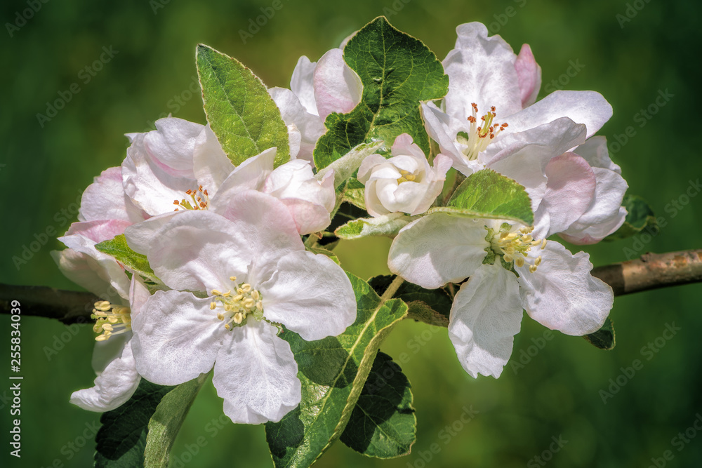 Close up of blooming apple tree on blurred green background . Macro photo with shallow depth of fiel