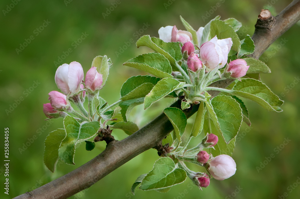 春天阳光明媚的日子里，绿色背景下苹果树的花枝。浅层微距照片