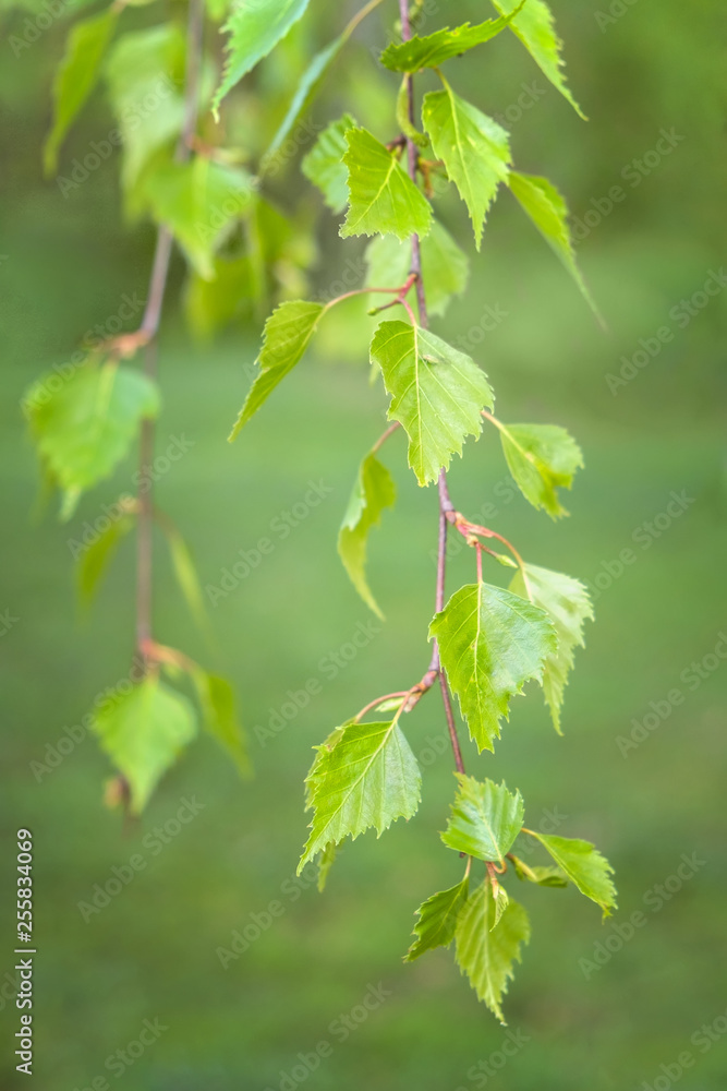 Birch branches with young leaves on a green background in spring sunny day. Macro photo with shallow