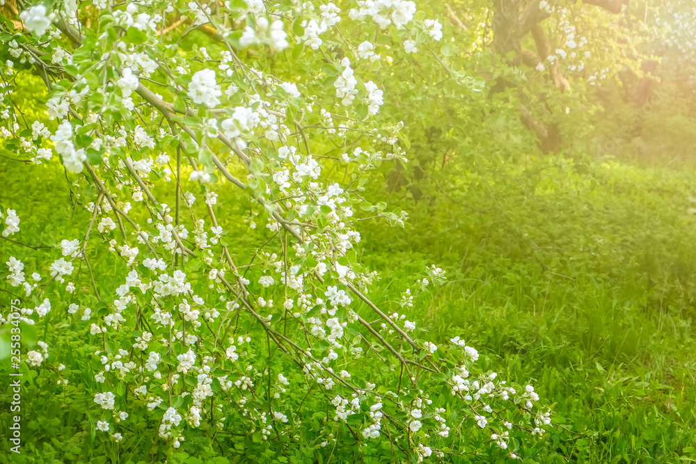 阳光下的春天花园盛开。照片景深浅，焦点柔和。Nat