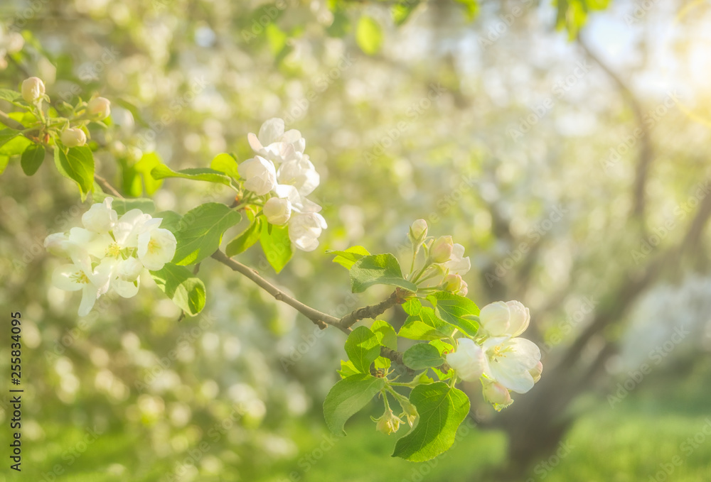在一个阳光明媚的春天，一棵开花的苹果树枝的特写。微距照片，深度浅。