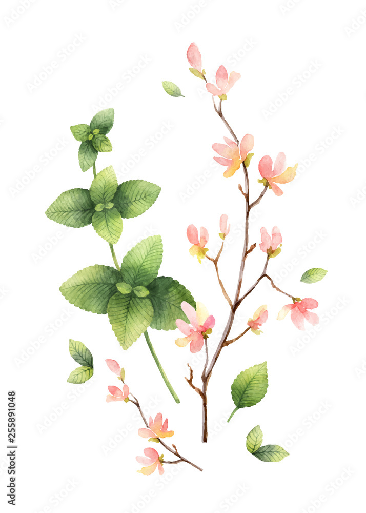 Watercolor vector hand painting illustration with pink flowers and green mint leaves.
