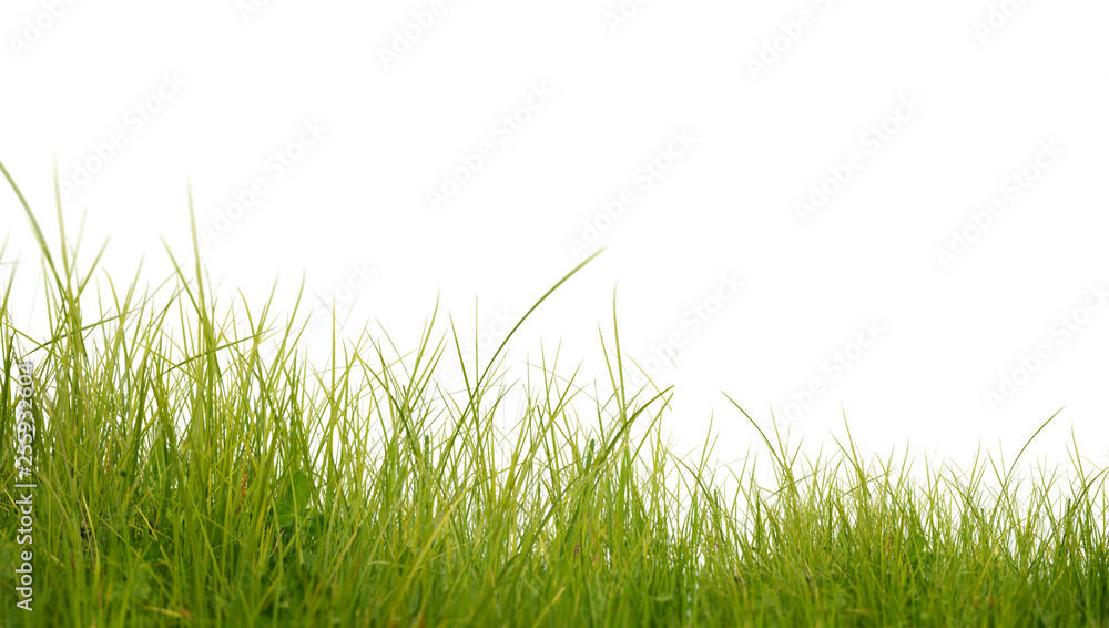 白色背景下隔离的郁郁葱葱的绿草