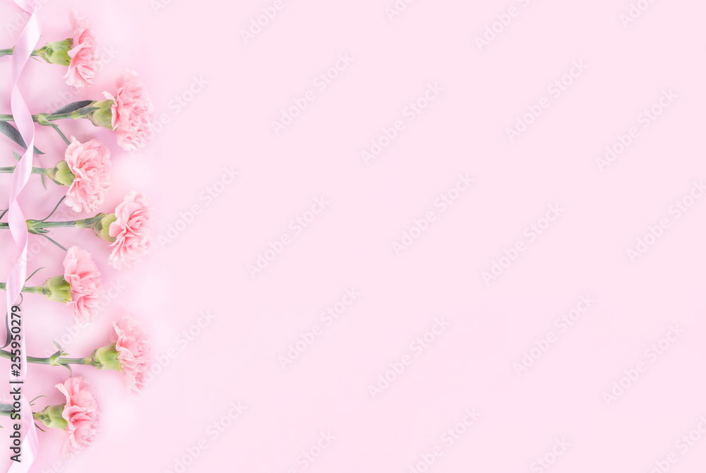 美丽优雅绽放婴儿粉色嫩康乃馨，排成一排，隔离在亮粉色的背景上