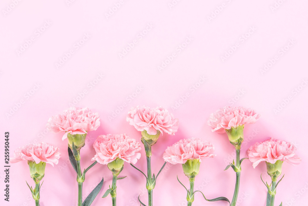 Beautiful elegance blooming baby pink color tender carnations in row isolated on bright pink backgro