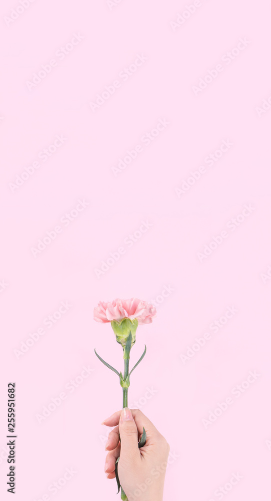 Woman giving a single elegance blooming baby pink color tender carnation isolated on bright pink bac