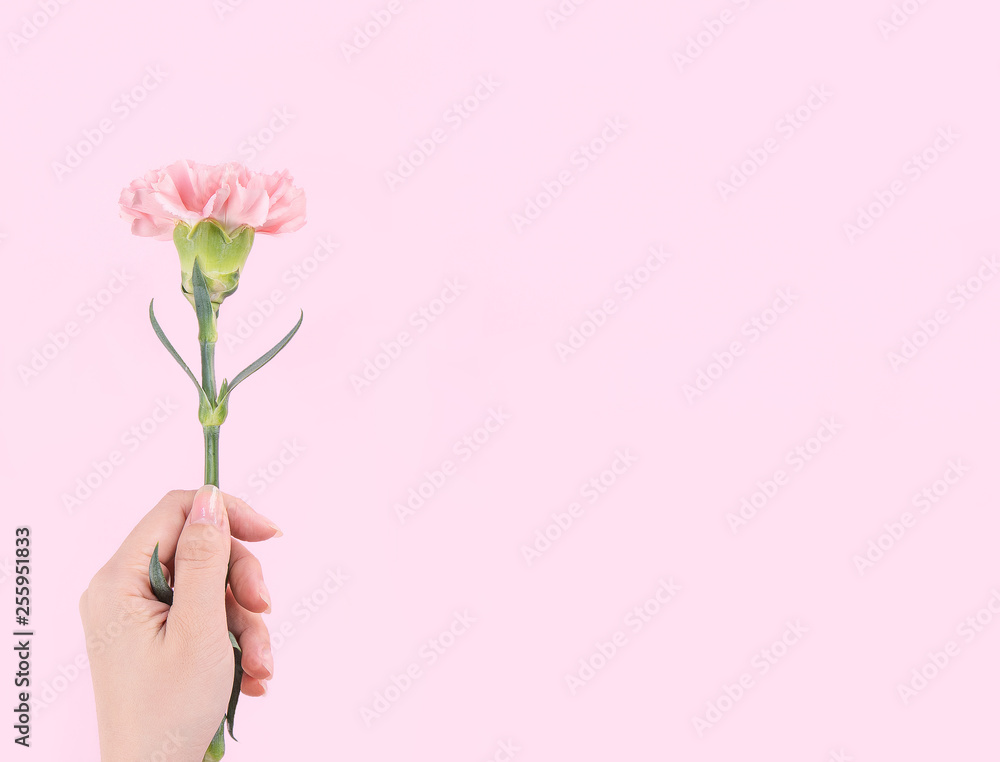女人给了一个单一的优雅绽放的婴儿粉色温柔的康乃馨隔离在亮粉色的bac上