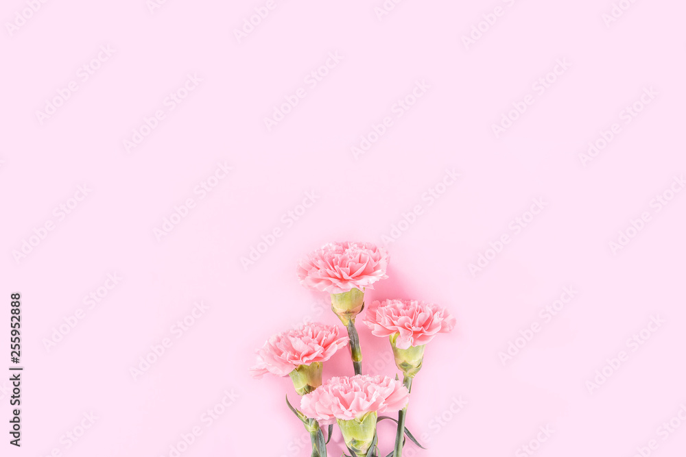 美丽优雅绽放婴儿粉色嫩康乃馨，排成一排，隔离在亮粉色的背景上