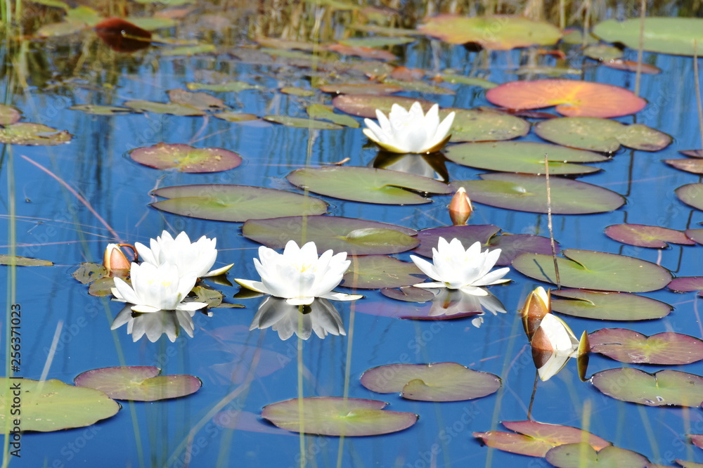 生长在森林天然池塘中的白睡莲睡莲