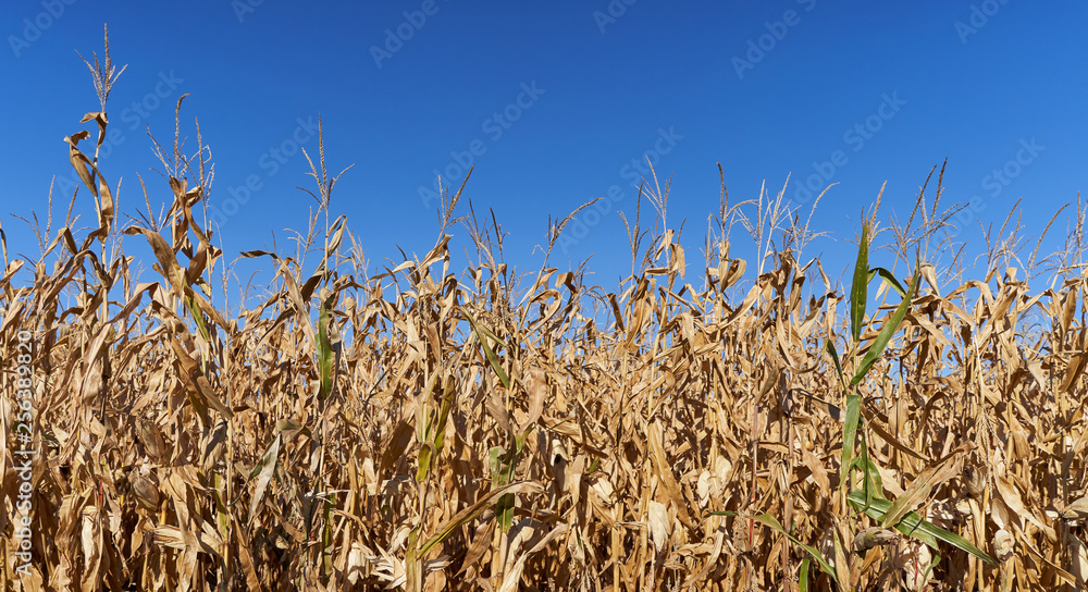 在明亮的蓝天下，一片干燥的成熟玉米地。在蓝天下，干燥的未成熟玉米地