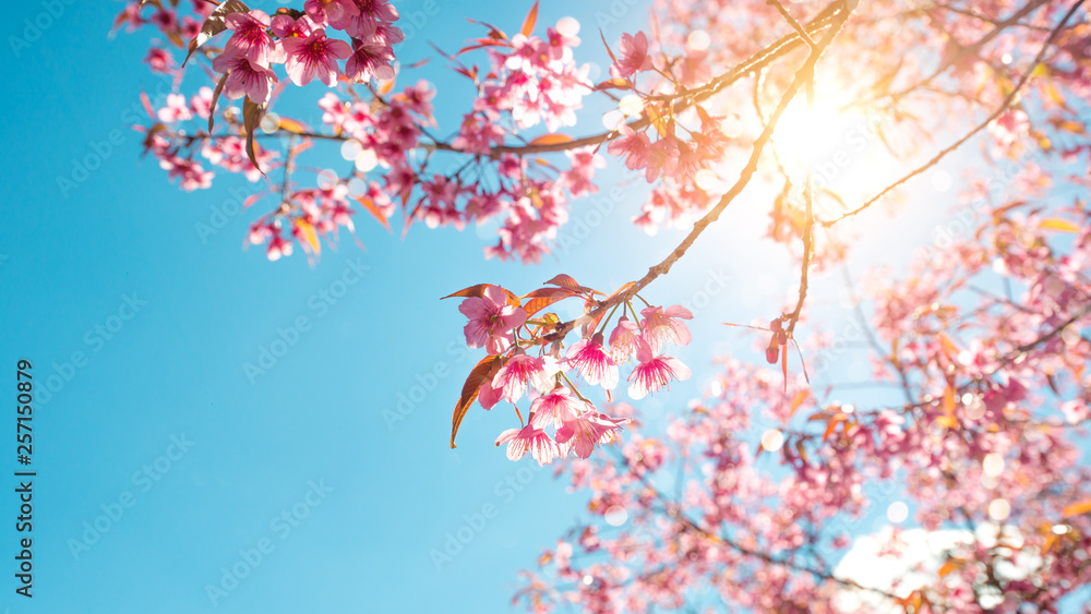 春天美丽的樱花。蓝天上的樱花。