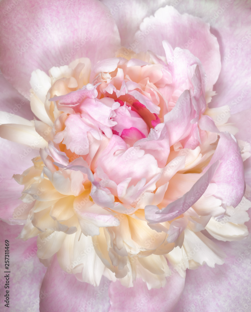 淡粉色牡丹花的特写。微距照片，景深浅，焦点柔和。自然