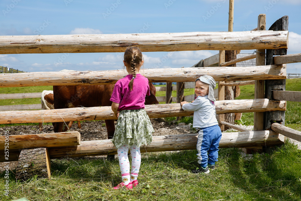 男孩和一个女孩在户外享受，在农场里观察奶牛。