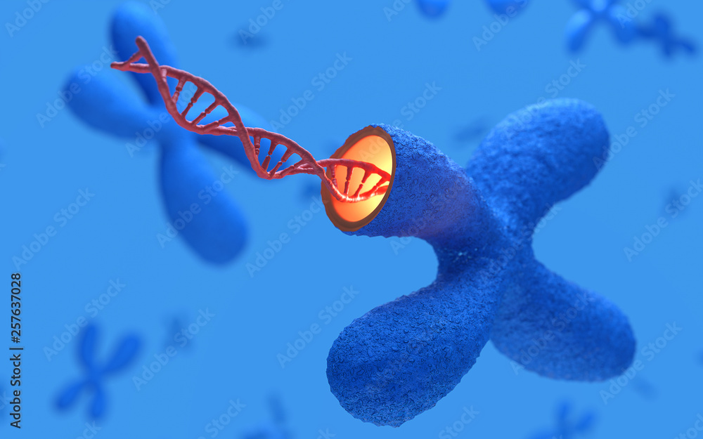 X染色体与DNA分子。遗传学概念。三维渲染，概念图像。
