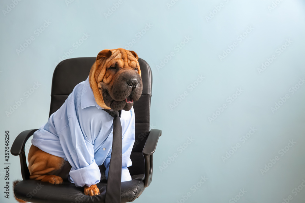 可爱有趣的小狗打扮成坐在椅子上的商人