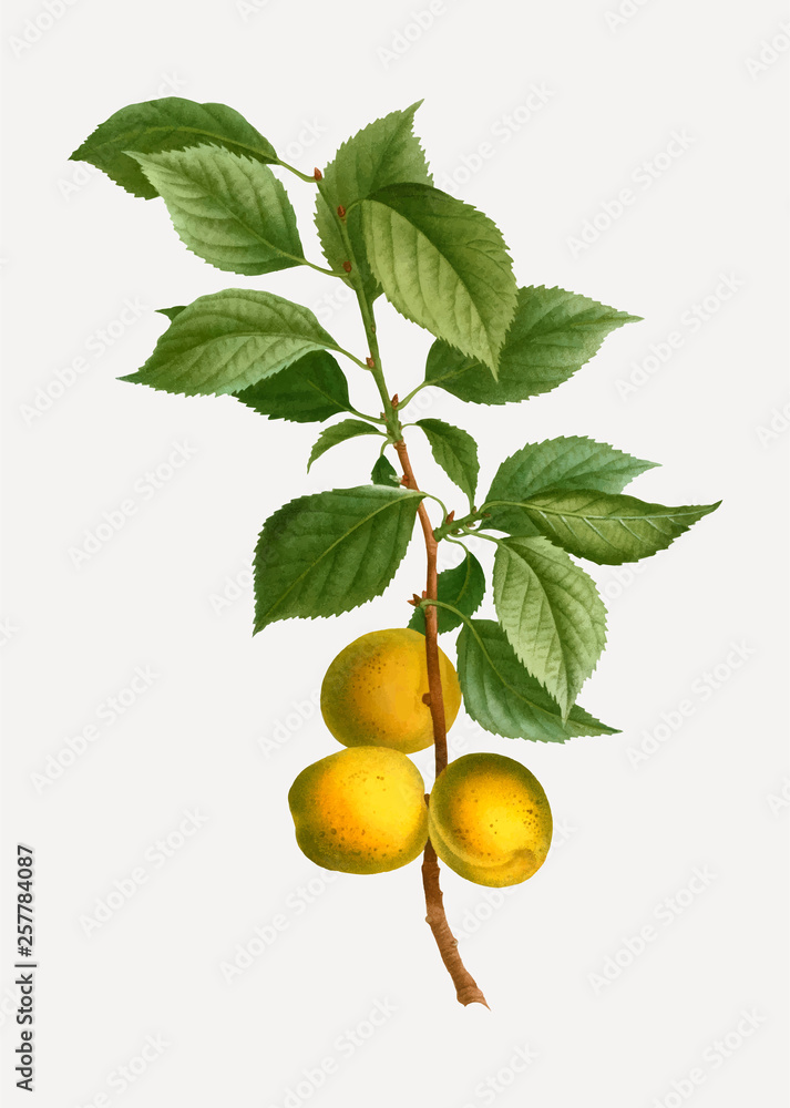 Briançon apricot branch