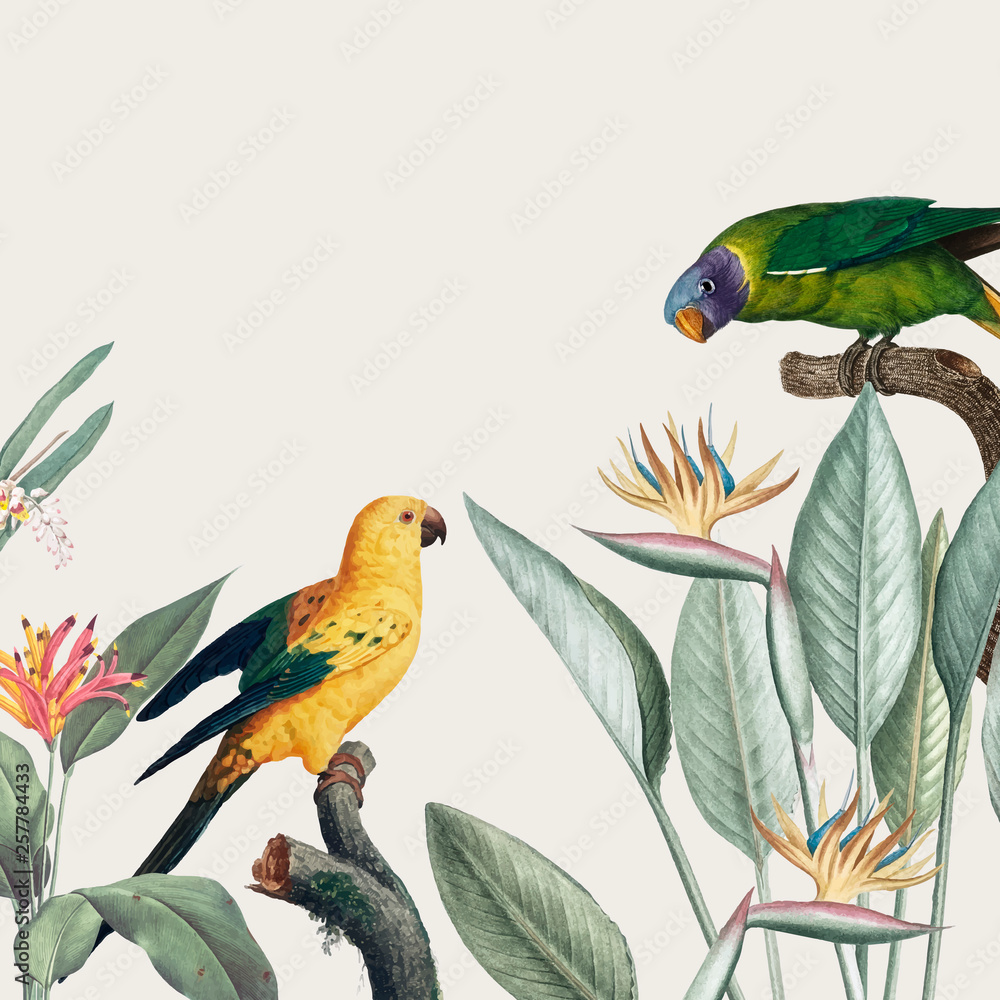 Macaw热带插图