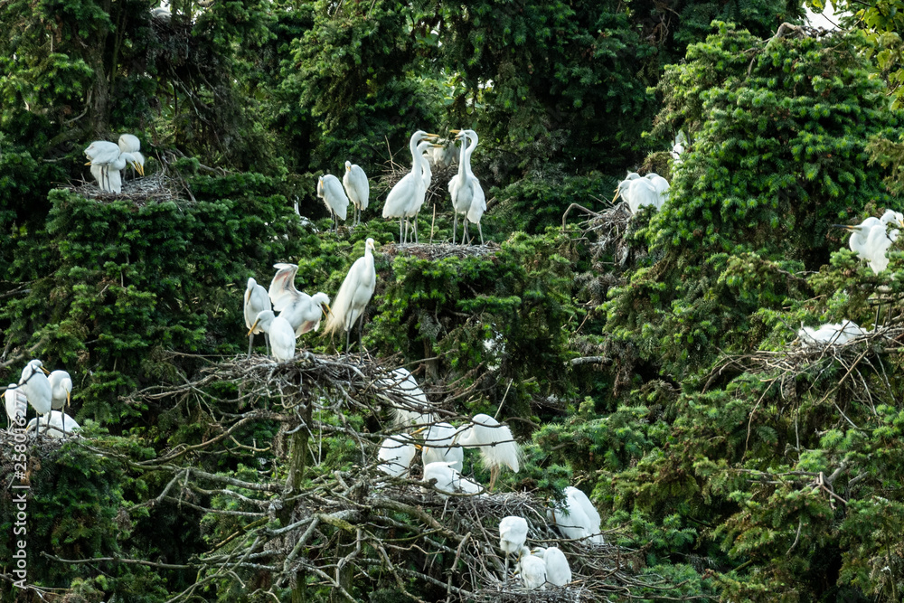 Great egret (Ardea alba) / great white egret/ white heron/ great white heron/ large egret/ common eg