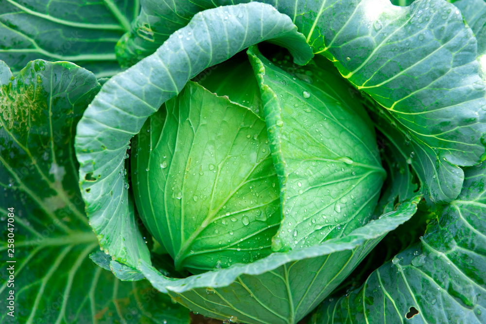 Drops of water on cabbage vegetables Fresh cabbage, organic vegetables Rain drops on fruits and vege