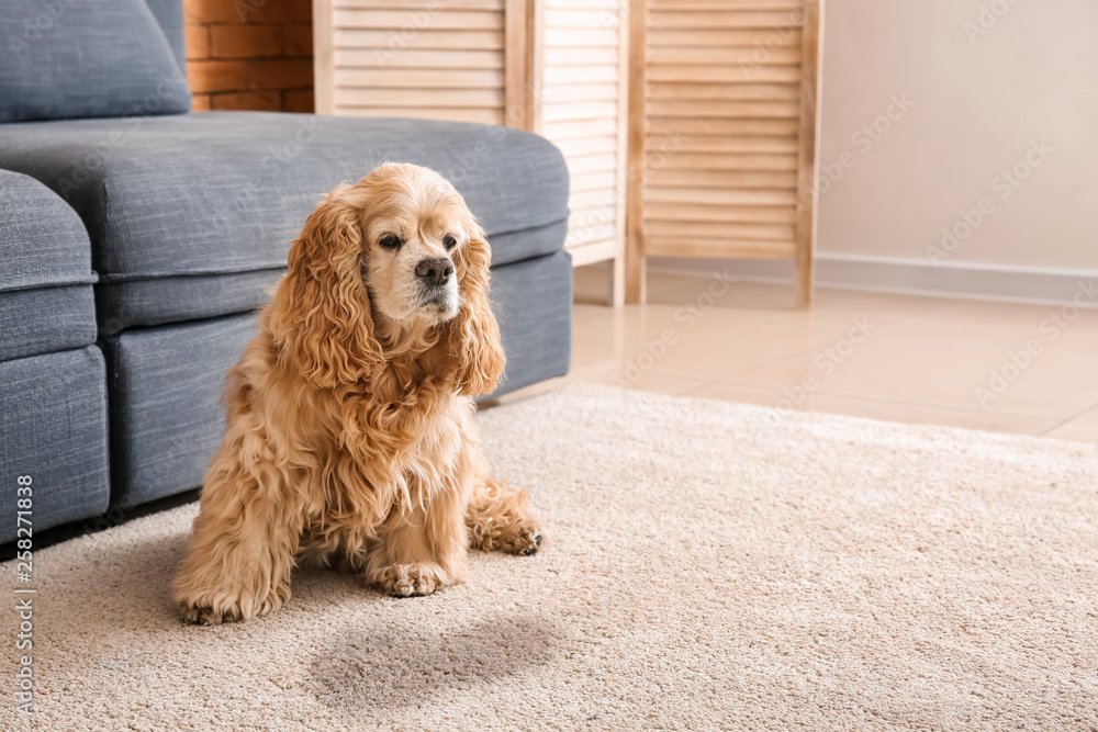 可爱的狗靠近地毯上的湿点