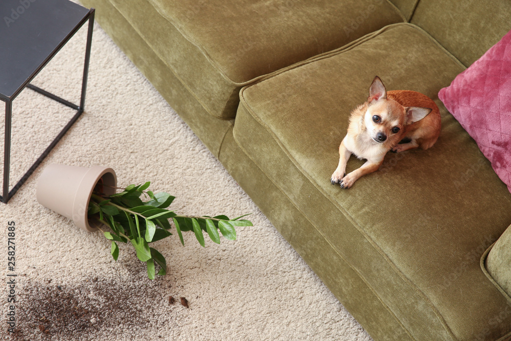 可爱的狗和掉在地毯上的盆栽