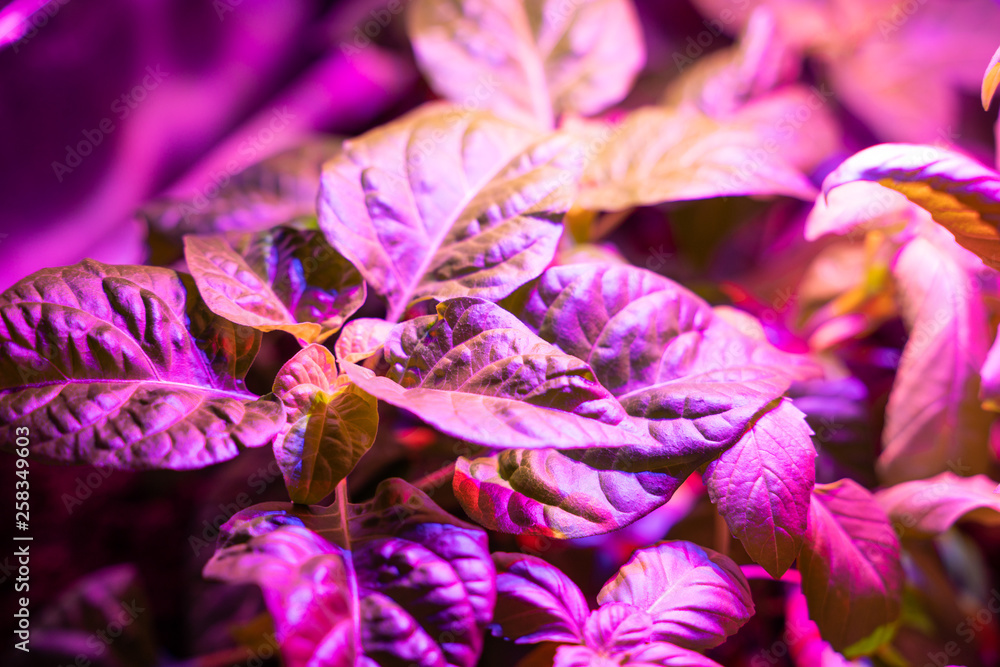 紫外线led灯下的植物特写。室内植物空气加湿器