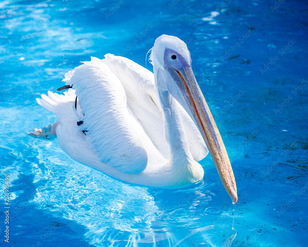 White pelican bird with yellow long beak swims in the water pool, close up
