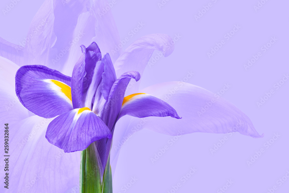 浅紫色背景上的紫色鸢尾花。可以用作迎宾车的花背景