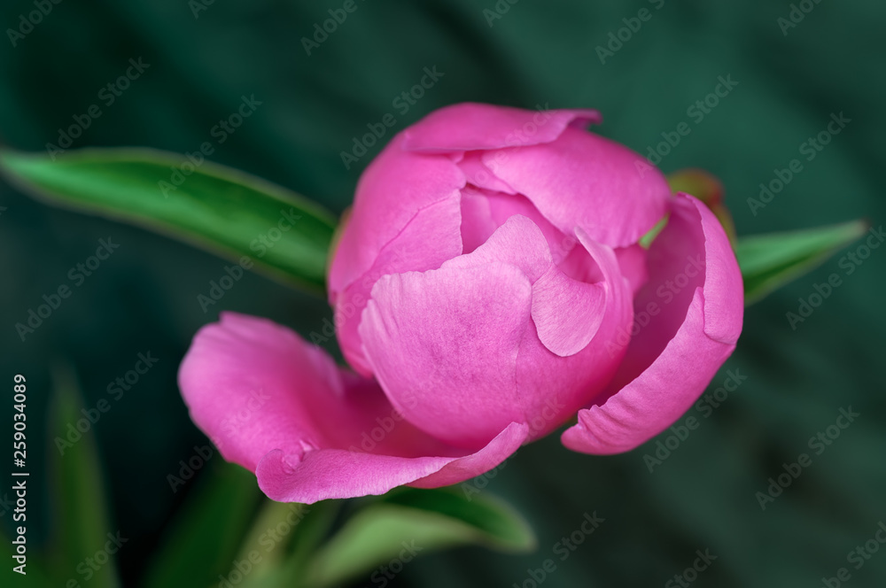 绿色背景下的粉色牡丹花蕾。浅景深和柔和焦度的微距照片