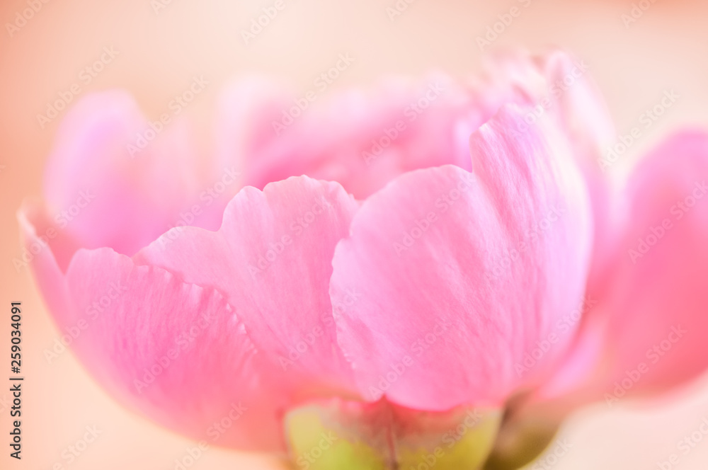 浅粉色牡丹花在浅色背景下的特写。柔和焦点的微距照片。自然背景