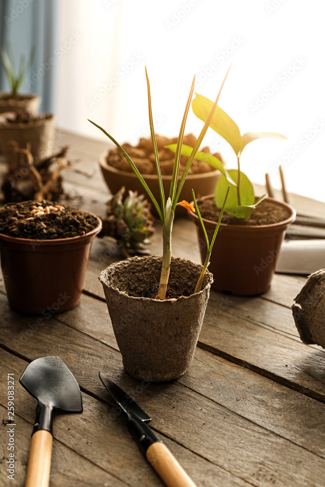花盆里的植物和木桌上的园艺工具