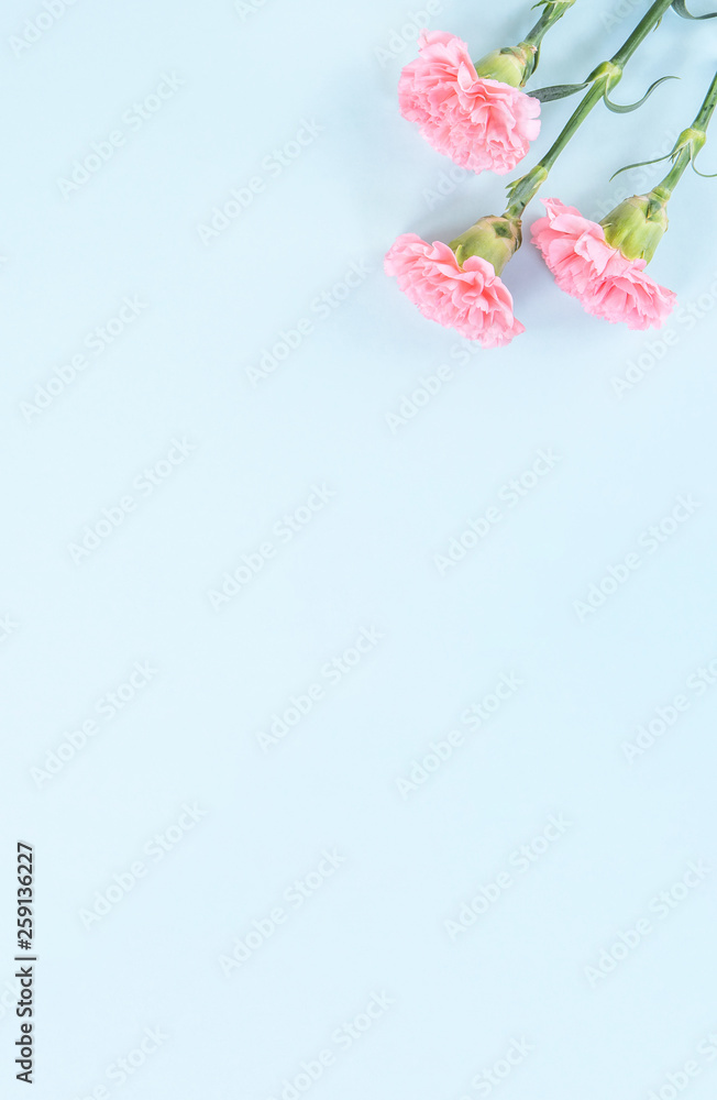美丽的鲜粉色嫩康乃馨，隔离在明亮的蓝色背景上，mothe