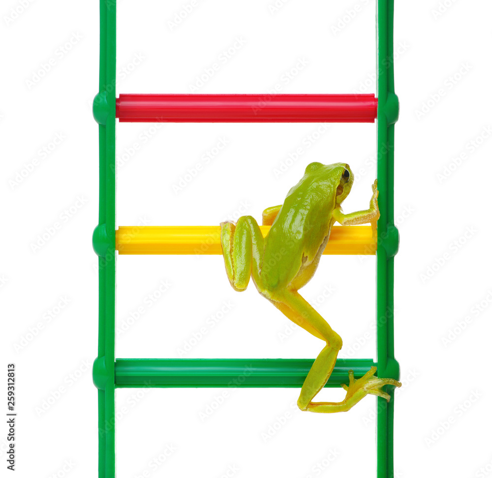 梯子上的绿色青蛙