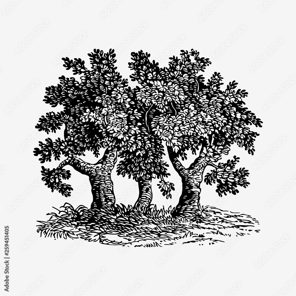 复古树插图
