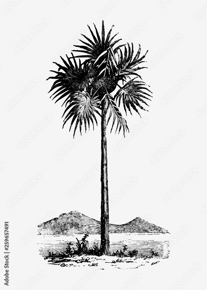 复古棕榈树插图