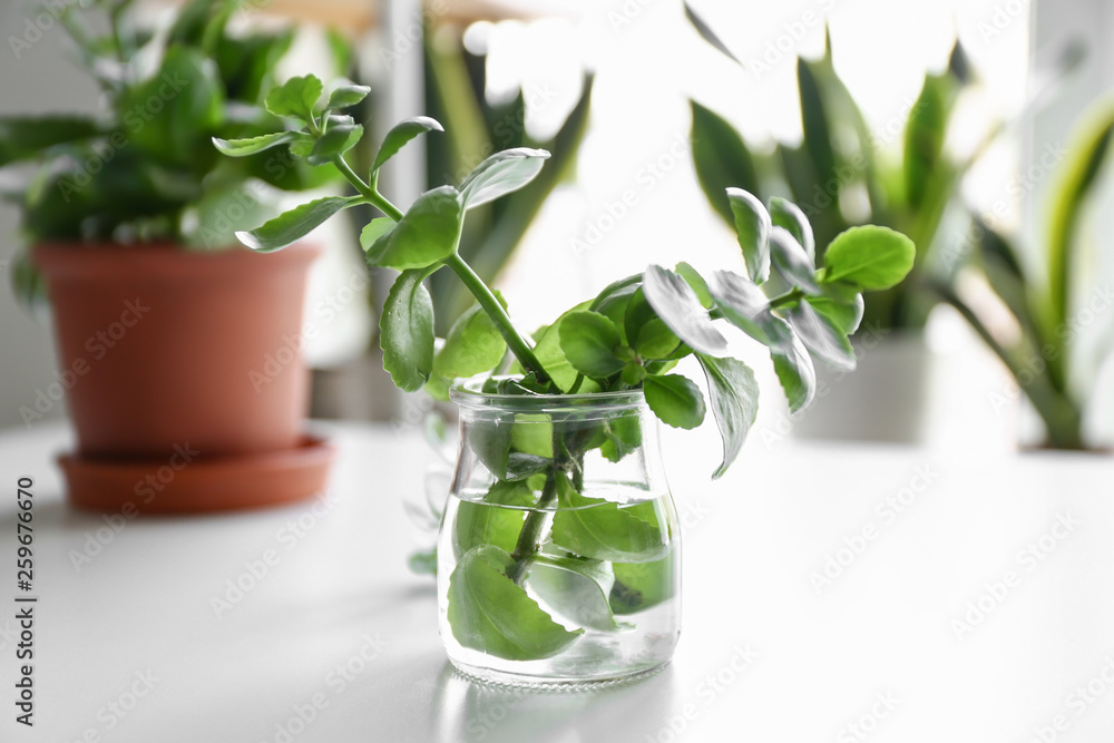 Branches of green plant in jar with water on table