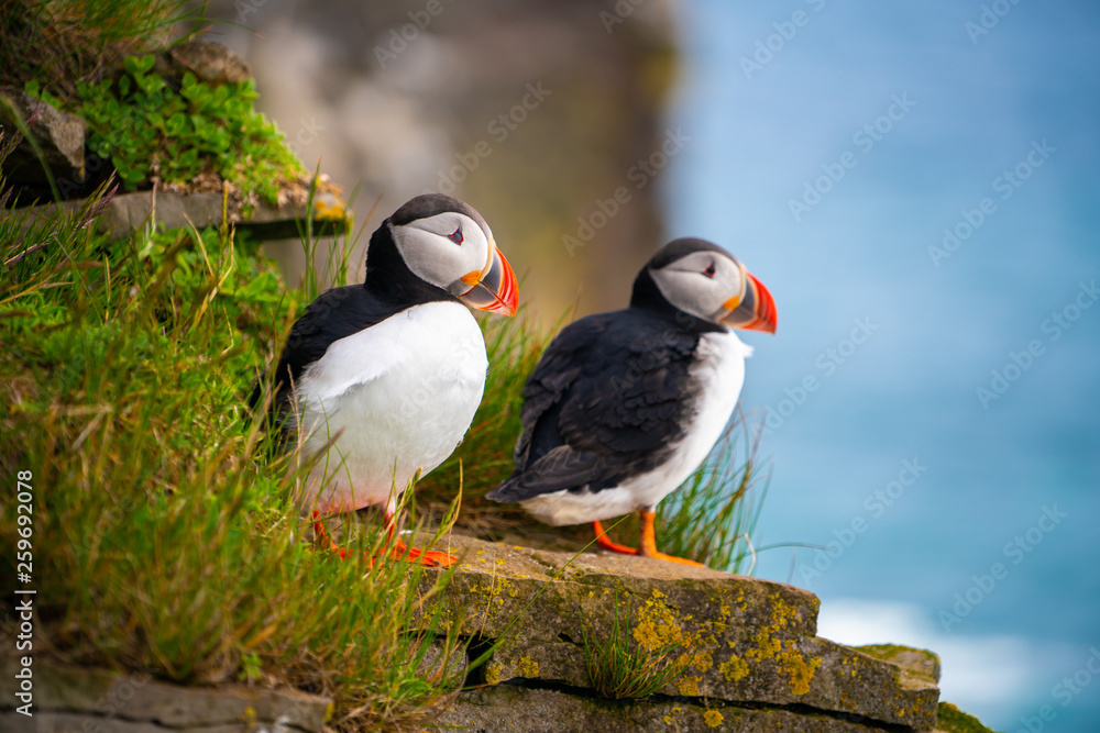 大西洋海雀也被称为普通海雀，是海雀科的一种海鸟。冰岛，挪威