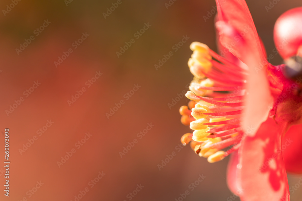 Red magnolia close-up